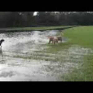 Meet your Posher, Molly